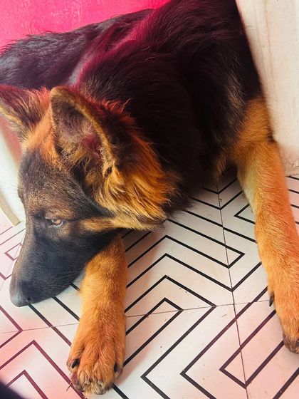 Star Pups - Pet Boarding & Daycare Daily Routines: Walks & Relaxation photo 15