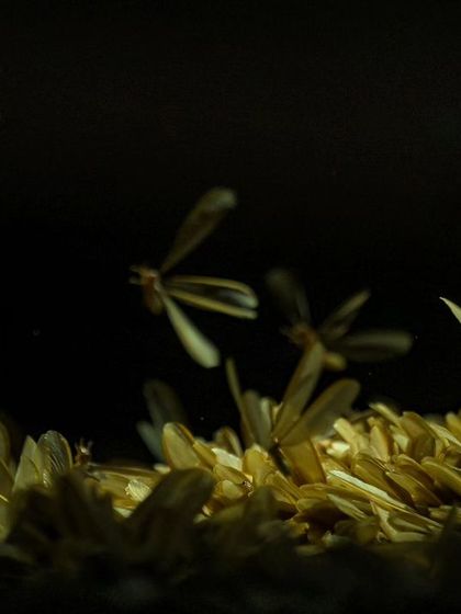 The mating frenzy of termites. After being drawn to light, they gather in huge numbers to find mates and start new colonies.