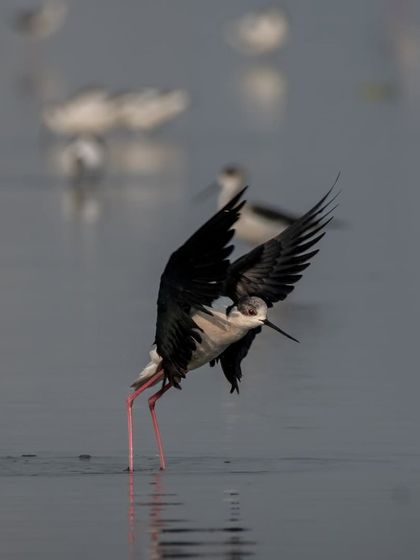 Another action shot of the Black-winged Stilt feeding.