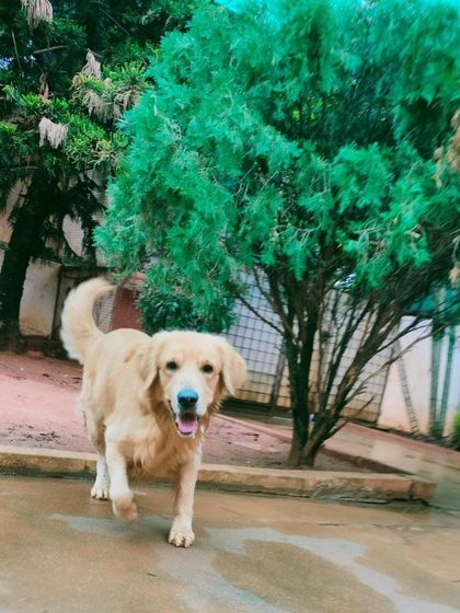 Stay - Dog Daycare Happy Faces of Stay photo 21