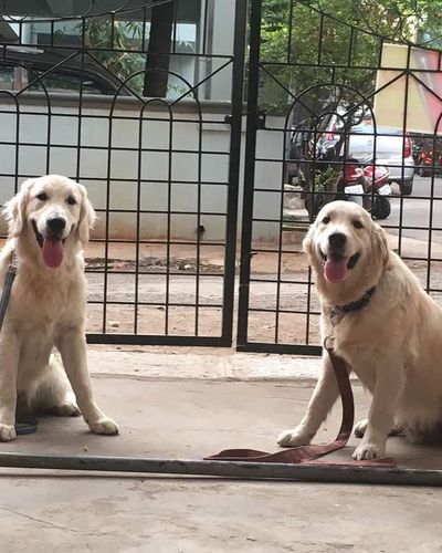 Dog Training Workshops