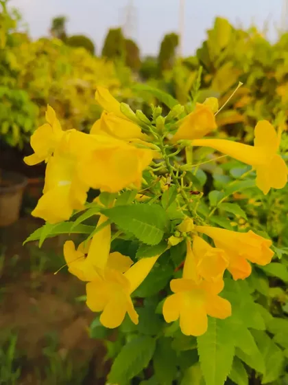 The bright yellow flowers of a Tecoma plant. This is a very hardy, sun-loving plant that blooms profusely, attracting bees and butterflies to your garden.