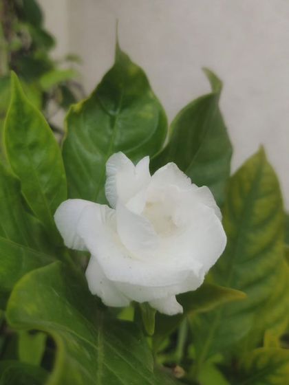 Another look at the elegant white gardenia.