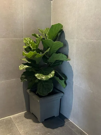 Even a simple corner can become a design feature with the right plant. Here, a Fiddle Leaf Fig, or Ficus Lyrata, adds a touch of sculptural green to this minimalist space, proving you don't need a lot of room to make a big impact with indoor plants.