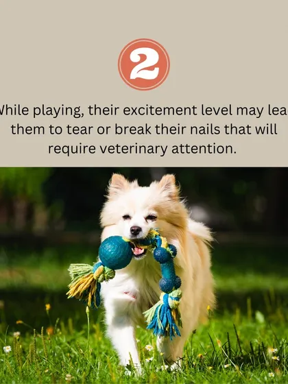 During playtime, long nails can easily get torn or broken, which is painful and may require a visit to the vet. Keeping them short makes playtime safer.
