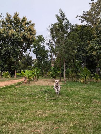 PL Paws - Animal Rescue & Rehabilitation Ready for a Home: Meet Our Adoptable Dogs photo 8