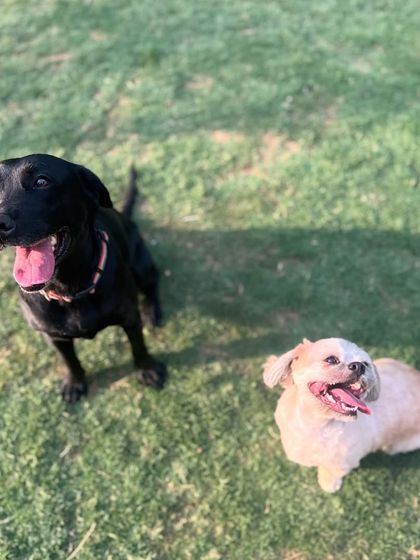 A happy black Lab and a Shih Tzu, proving that it can be exhausting being this darn adorable.