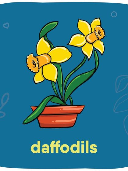 Bright and cheerful Daffodils are unfortunately toxic to our furry companions.