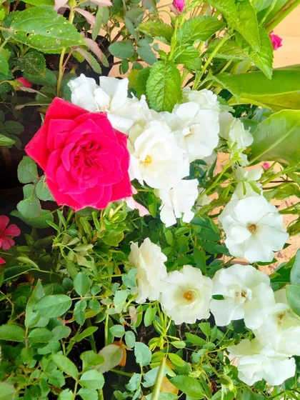 A close-up of the vibrant pink and white roses from a balcony planter project. We select healthy, blooming plants to ensure your garden is beautiful from the very first day.