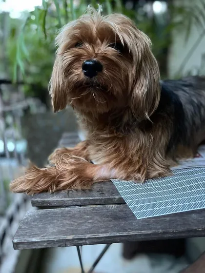 Ringo is enjoying some quiet time on the balcony. Even pets who are very attached to their homes learn to relax and enjoy the new environment and company here.