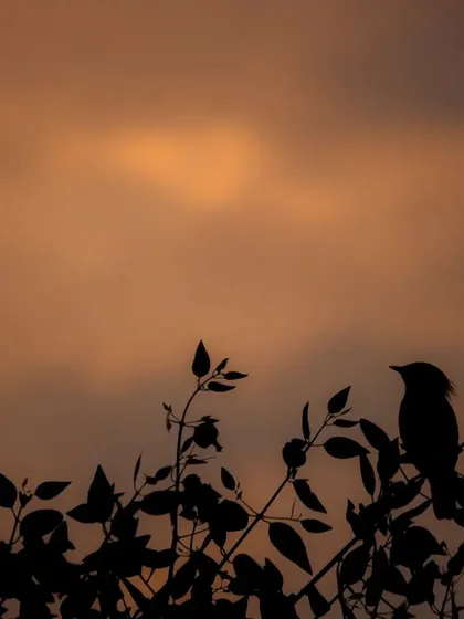 A silhouette of a bird at dusk in my village. This place is not just my home but an emotion, where my journey as a photographer began.