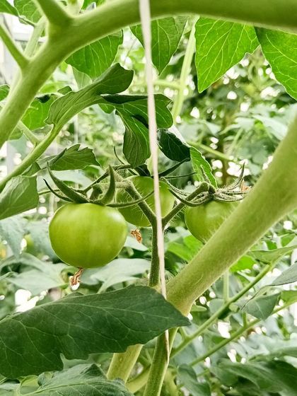 The journey continues. These young, green tomatoes are the first sign of a future harvest. This is an indeterminate variety, meaning it will keep producing fruit over a long season.