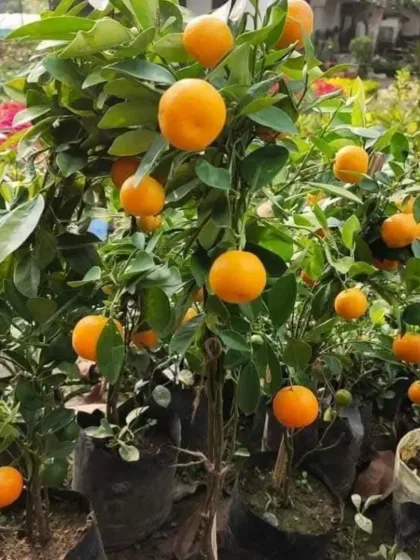 Another view of a potted orange plant, full of fruit.