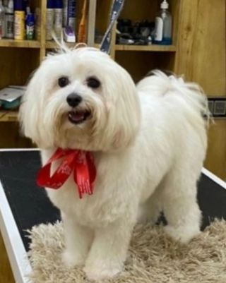 Haircuts for Every Breed photo 9
