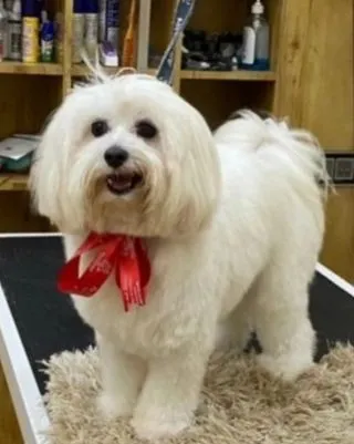 This fluffy Maltese is all smiles after her spa day. A clean cut and a bright red bow make for a perfect finishing touch.