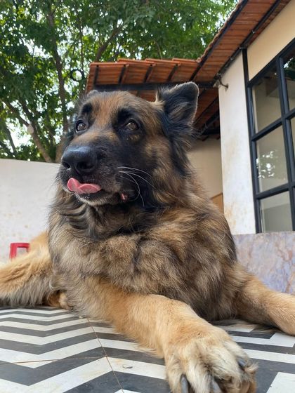 Star Pups - Pet Boarding & Daycare Additional Work & Moments photo 57