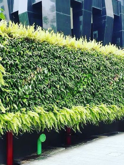 An outdoor vertical garden installed at the prestigious Platina building in Mumbai. The wall is crowned with lush ferns, creating a soft, cascading effect against the modern architecture of the building.