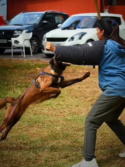 This is what it's all about. A Belgian Malinois, fully committed and flying with confidence during a bite work session. This level of focus and power is what we build through trust and dedicated training.