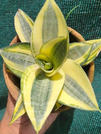 A close-up of the Sansevieria 'Golden Hahnii', a dwarf variety of the snake plant. Its beautiful rosette shape and yellow-edged leaves make it a great desk plant.