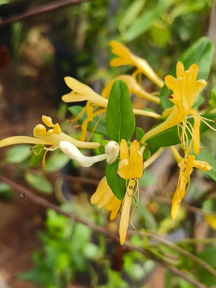 The Japanese Honeysuckle vine, prized for its incredibly fragrant yellow and white flowers. It's a fast-growing creeper that can cover a fence or trellis beautifully.