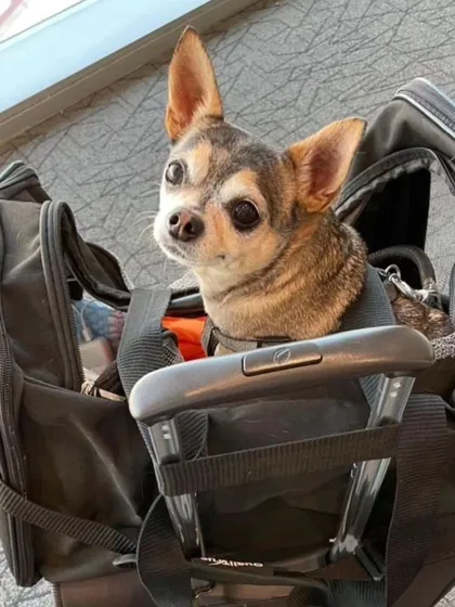 This little Chihuahua is ready to fly! In-cabin travel is a fantastic option for tiny breeds, keeping them close to their humans.