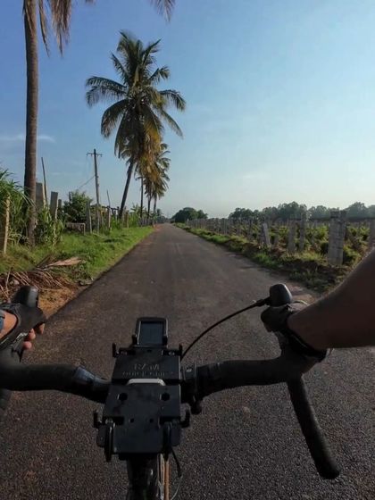 A first-person view of riding down a road lined with palm trees and vineyards. This is a typical scene from our rides in the Nandi region.