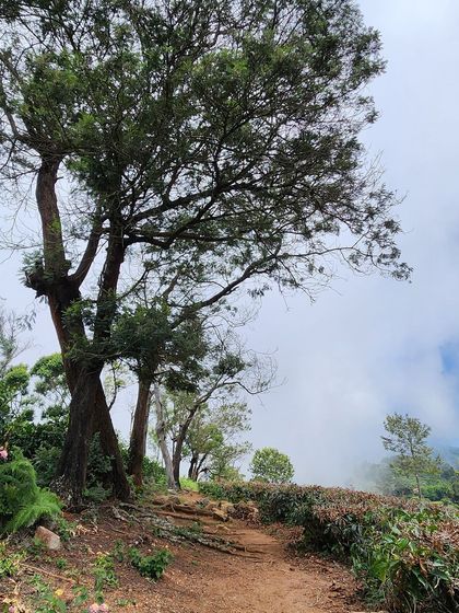 A quiet trekking path through the misty tea gardens of the Nilgiris.