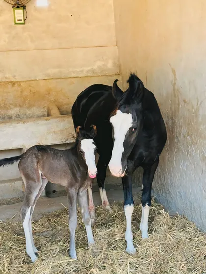 The future begins here. This is one of our Marwari mares, Flora, with her newborn foal. We oversee every birth at our facility, ensuring each colt and filly gets a healthy and gentle start in a caring environment.