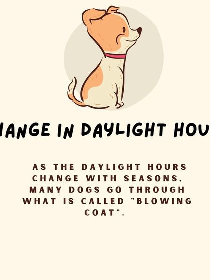 Furever Safe - Mobile Pet Grooming Expert Tips for Pet Parents photo 24