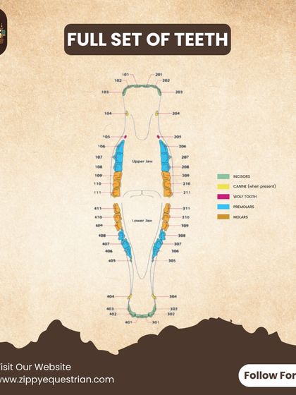 A horse's teeth tell the story of their age. This chart shows the full set of teeth, including incisors, molars, and canines, which is the foundation for understanding equine dental development.