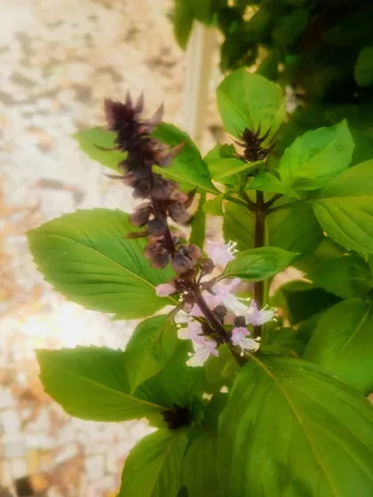 An urban terrace herb garden featuring beautiful basil flowers, showing that home farms can be both productive and aesthetically pleasing.