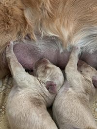 Golden Retriever Puppies