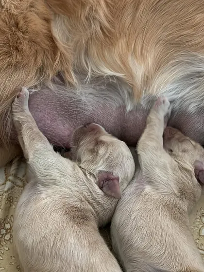 It all starts here. This precious moment shows newborn Golden Retriever puppies nursing with their mother, safe and warm. We believe in responsible breeding, and ensuring our pups get the best possible start in life with their mom's milk and constant care is our top priority.