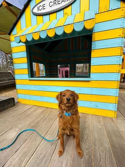 Tulsa Dog Trainer - Immersive Board & Train Programs Board & Train Graduates photo 122