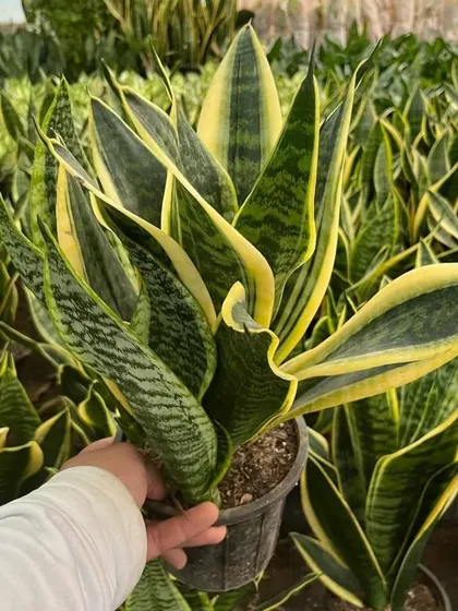 You can never go wrong with a classic Snake Plant. It's one of the easiest plants to care for, purifies the air, and looks great anywhere. I always make sure to stock healthy, full ones like this.