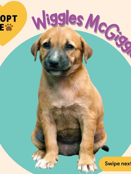 Wiggles McGiggles is another one of the adorable puppies up for adoption. He's healthy, social, and has been raised with love and good nutrition. He's ready to wiggle his way into your heart.