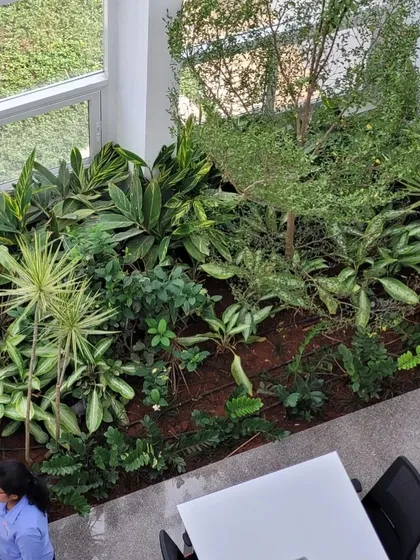 An internal courtyard brings a pocket of lush nature into the workplace. This top-down view shows a dense planting of various indoor and shade-loving plants, creating a refreshing green view for the offices above.