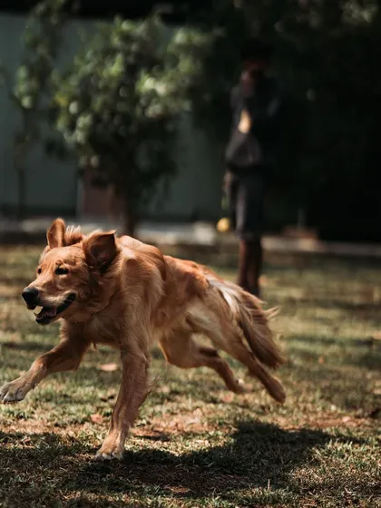 Watson the Golden Retriever in his element. Whether it's chasing a ball or just running for fun, there's always action at Eva's Inn.