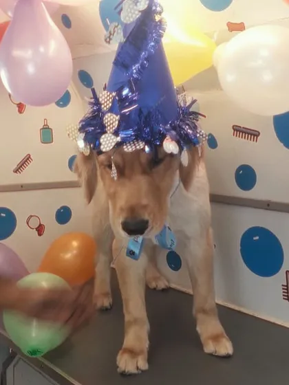 Simba the Golden Retriever is looking party-ready with his festive blue hat and bow. I make sure every birthday pet feels like the center of attention.