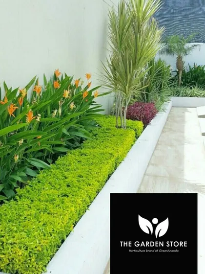 A clean and contemporary landscape design featuring a layered look. A low, manicured green hedge is set in front of taller flowering plants and a Dracaena, creating depth and interest along a white boundary wall.
