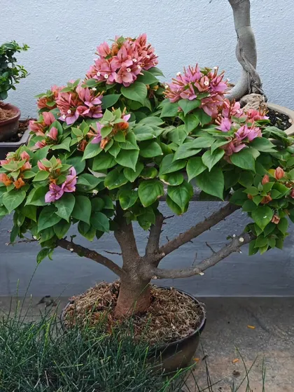 A compact, rounded Bougainvillea bonsai, perfect for a tabletop display. Its dense foliage and abundant pink flowers make it a cheerful and eye-catching piece.