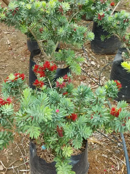 A Bottlebrush (Callistemon) shrub with its distinctive bright red, brush-like flowers. It's a hardy plant that attracts birds and pollinators.