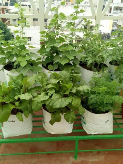 A practical and productive balcony garden with various vegetables and herbs growing in grow bags. I can help you set up your own urban farm, no matter how small the space.