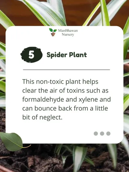 The Spider Plant is another fantastic air purifier. This non-toxic plant helps clear the air of toxins like formaldehyde and xylene and is very resilient, bouncing back even after a little neglect.