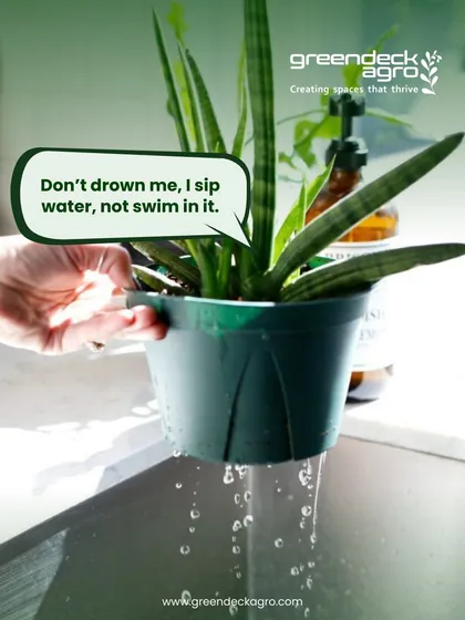 Overwatering is one of the most common mistakes in plant care. We ensure proper drainage and watering schedules to prevent drowning the roots.