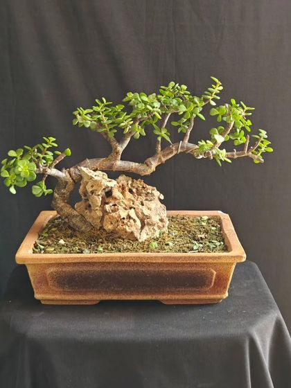 A Jade bonsai styled in a root-over-rock formation. The roots cling to the rock, creating a dramatic and naturalistic scene of resilience.
