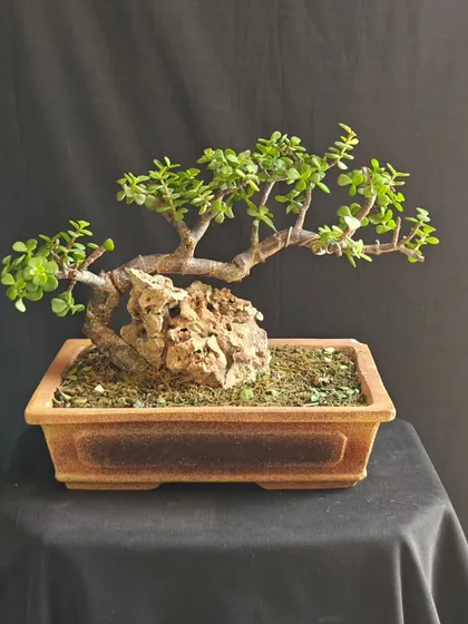 A Jade bonsai styled in a root-over-rock formation. The roots cling to the rock, creating a dramatic and naturalistic scene of resilience.