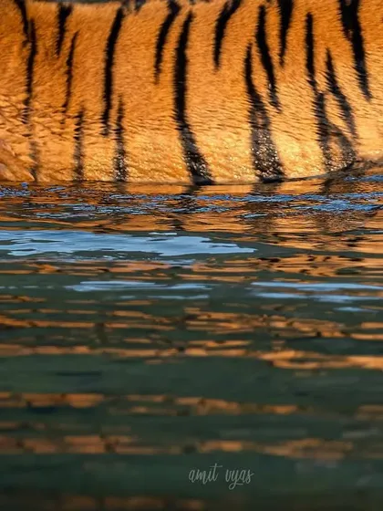 An abstract shot of a tiger's stripes reflected in the Ramganga river, which I call the 'Mythful Mermaid'. This shows how we can find art in the details and create unique compositions.