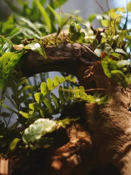 The intricate branches and ferns inside the 'Through The Forest' terrarium create a sense of depth and realism. It's designed to mimic the enchanting allure of a forest.