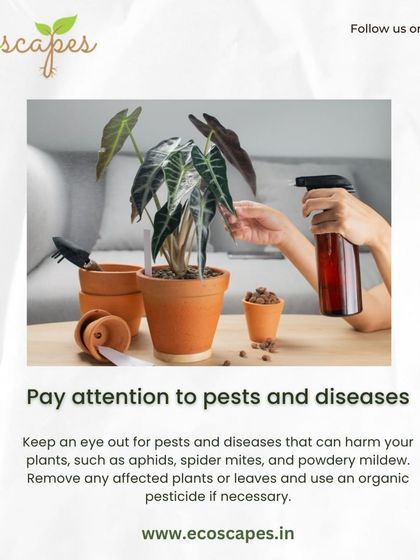 Ecoscapes Landscaping - Urban Gardening & Green Walls Urban Gardening Guides photo 16